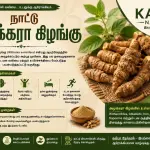 "அமுக்கிரா கிழங்கு பயன்கள் | Ashwagandha-வின் பாரம்பரிய பயன்பாடுகள் மற்றும் சிறப்புகள்"