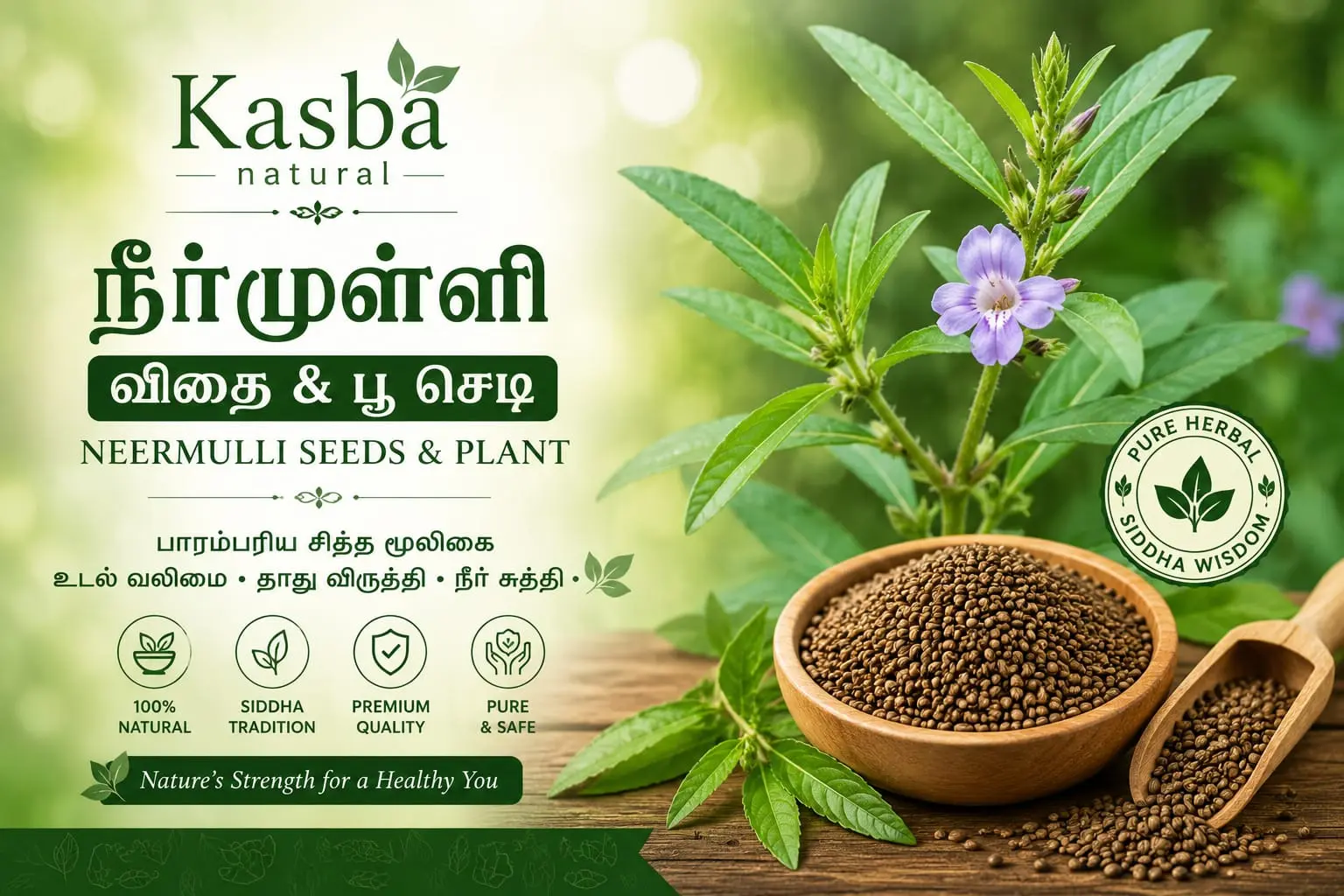 Neermulli Seeds Benefits
